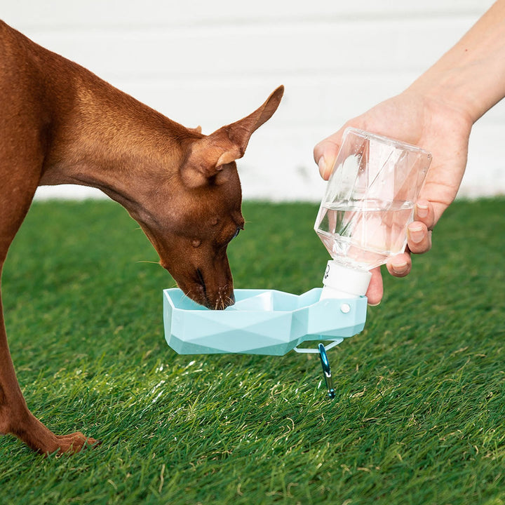 Water Bottle